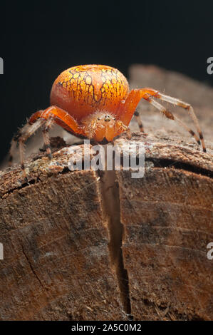 Eine marmorierte orb Weaver, manchmal auch als "ein Kürbis Spinne, auf einem kleinen anmelden. Stockfoto