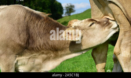 Close-up und detail Schuß eines großen braunen Kalb, das lustvoll auf seiner Mutter Euter auf der Weide in Bayern saugt Stockfoto