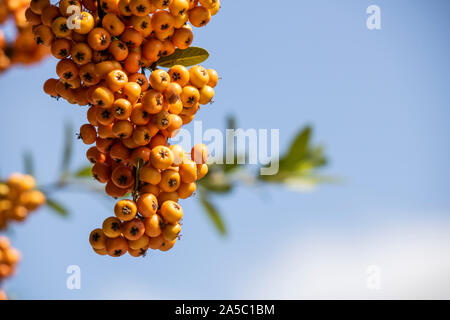 Nahaufnahme der Frucht der Pflanze Holzbär angustifolia. Stockfoto