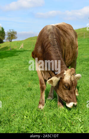 Eine braune friedliche Kuh steht in Bayern auf einer grünen Weide und frisst Gras Stockfoto