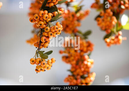 Nahaufnahme der Frucht der Pflanze Holzbär angustifolia. Stockfoto