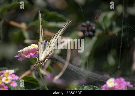 In der Nähe von Beetle von Iphiclides feisthamelii (Schmetterling) mit schwarz-weißen Muster. Auf der Blume. Stockfoto