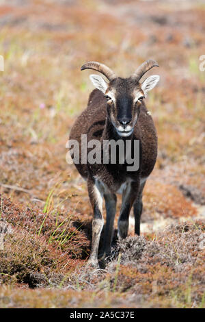 Ein einsamer Soay-schafe als Schafe auf Lundy Island, vor der Küste von Devon in England. Stockfoto