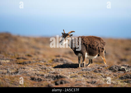 Ein Soay-schafe als Schafe Mauser seine Vlies Lundy Island, den Bristol Channel. Stockfoto