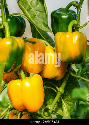 Bild von frische organische Paprika auf Baum Stockfoto