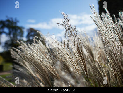 Eine Nahaufnahme der langen Gras sanft weht im Wind an einem Sommertag. Stockfoto