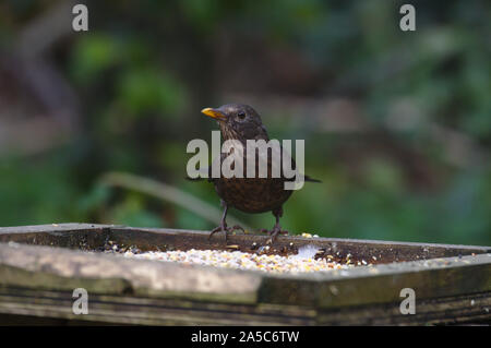 Weibliche Amsel auf der Tabelle. Großbritannien Stockfoto