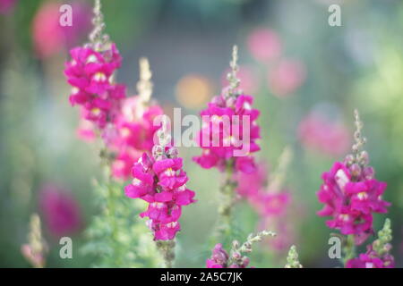 Rosa snapdragon Blumen wachsen im Sommer Garten Stockfoto