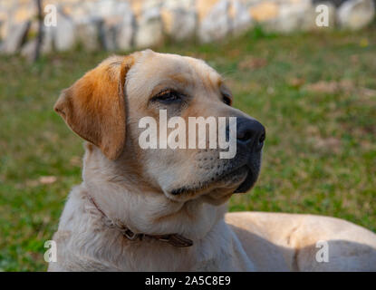 Porträt einer fawn Labrador, die auf dem Gras Stockfoto