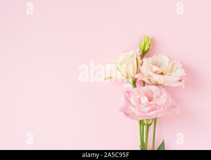 Schöne rosa und weiße Blüte (eustoma Lisianthus) in voller Blüte mit grünen Blättern. Strauß Blumen auf rosa Hintergrund. Stockfoto