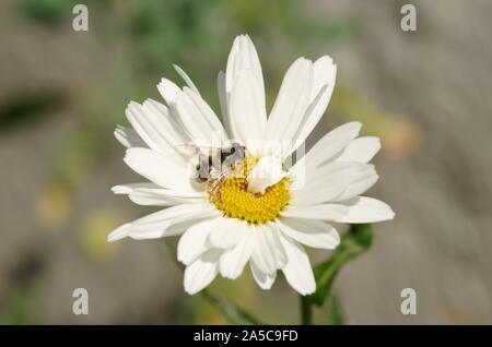 Nahaufnahme von einer Biene, die Nektar sammelt Eine Oxeye-Gänseblümchen Stockfoto