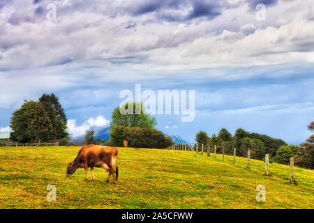 Tagebuch Farm und Milchkühe hoch in Dorrigo Berge auf einer Hochebene bei bewölktem Himmel Fütterung auf grünem Gras Weide. Stockfoto