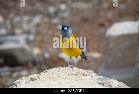 Graues Kapuzensweatshirt sierra Finch im Torres del Paine Nationalpark, Patagonien Chile Stockfoto