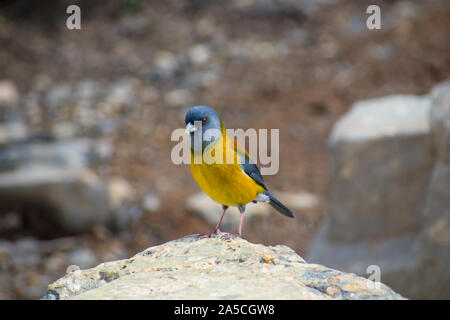 Graues Kapuzensweatshirt sierra Finch im Torres del Paine Nationalpark, Patagonien Chile Stockfoto