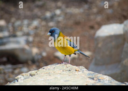 Graues Kapuzensweatshirt sierra Finch im Torres del Paine Nationalpark, Patagonien Chile Stockfoto