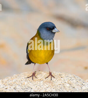 Graues Kapuzensweatshirt sierra Finch im Torres del Paine Nationalpark, Patagonien Chile Stockfoto