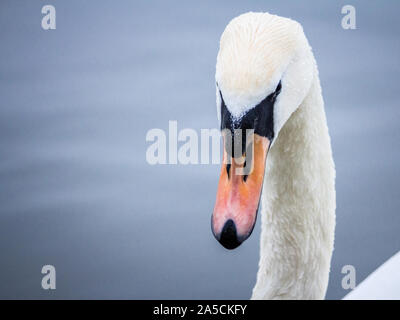 Nahaufnahme auf einen Schwan, ein headshot Portrait von Schwarzen und Weißen einzelnen mit seinen typischen gebogenen Hals und orange Schnabel. Schwäne, oder Cygnus, sind ein typisches w Stockfoto