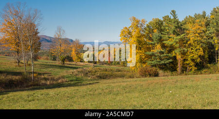 Schöne Farbe von Herbstlaub im Wald in New England, USA Stockfoto