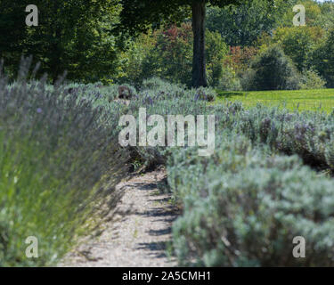 Lavendel Büsche wachsen in Reihen auf der Lavendel Bauernhof in der Provence Stockfoto
