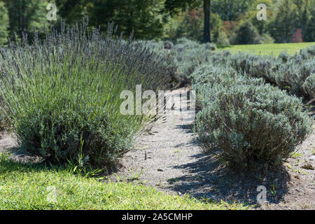 Lavendel Büsche wachsen in Reihen auf der Lavendel Bauernhof in der Provence Stockfoto