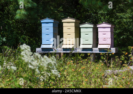 Vier bunte Bienenstöcke in einem Feld von Lavendel in New England, USA Stockfoto