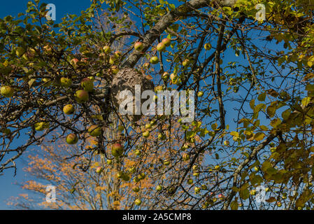 Großes wild Bienenstock in der Zweige des Wilden apple tree von reife Äpfel, dass niemand der Fahrpreise im Appalachian Trail, CT, USA touch umgeben Stockfoto