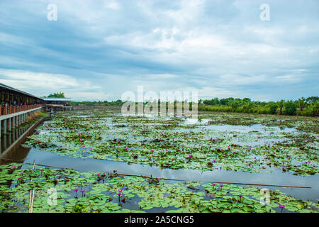 Die Schönheit des roten Lotus im See, Thailand. Stockfoto