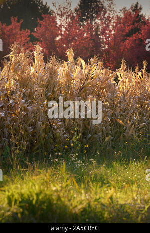 Golden Maisstängel im Herbst. Maisstängel Trocknung im Bereich im Herbst. Stockfoto