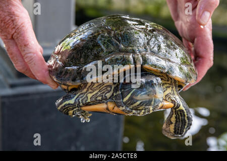 Kleine Schildkröte im Gartenteich platziert Stockfoto