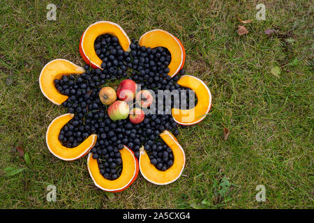 Frischen schwarzen Beeren und Scheiben von gelben Kürbis bilden große Blume auf dem Boden. Von oben mit Kopie Raum gesehen. Harvest Festival Kunst Objek Stockfoto