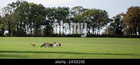 Eine Herde von Rotwild in Suffolk. Stockfoto
