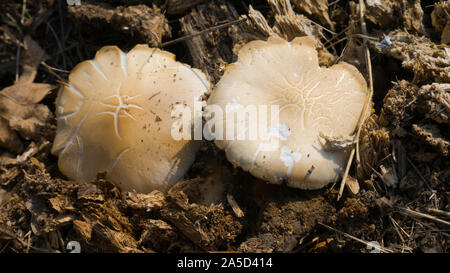 Zwei Pilze wachsen aus Faulenden stumpf. Stockfoto