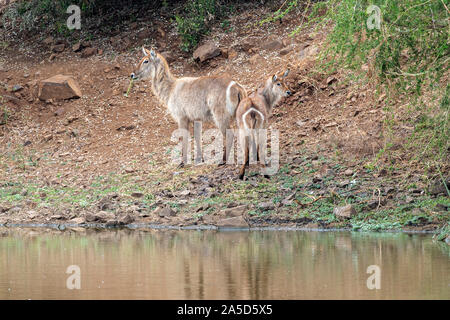 Baby neugeborenen Wasserbock Antilope im Krüger Nationalpark Südafrika portrait Stockfoto