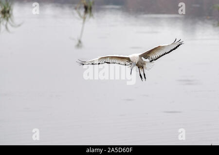 Heiliger Ibis Vogel fliegen in Krüger Nationalpark Südafrika Stockfoto