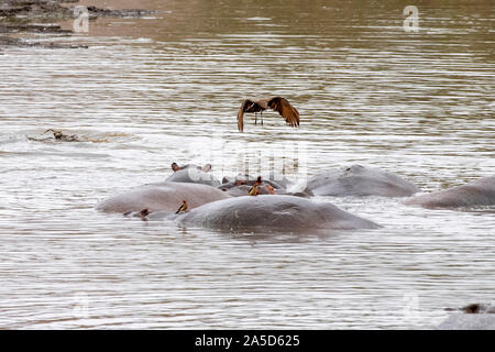 Flusspferde kämpfen im Krüger Nationalpark Südafrika pool Stockfoto