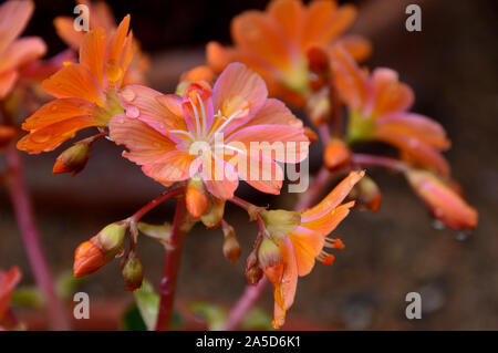 Orange Lewisia keimblatt "Elise" (Siskiyou Lewisia) Blumen im Alpine House an RHS Garden Harlow Carr, Harrogate, Yorkshire gewachsen. England, Großbritannien Stockfoto