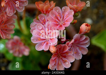 Rosa Lewisia keimblatt "Elise" (Siskiyou Lewisia) Blumen im Alpine House an RHS Garden Harlow Carr, Harrogate, Yorkshire gewachsen. England, Großbritannien Stockfoto