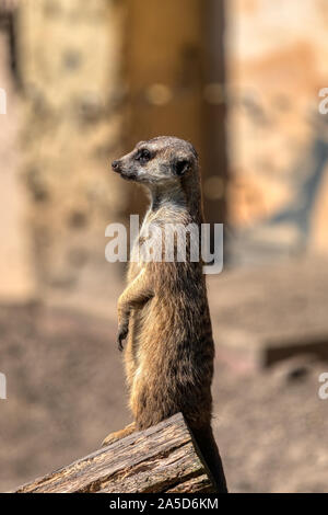 Lustige Tier, Erdmännchen auf Wache im Zoo, Deutschland Stockfoto