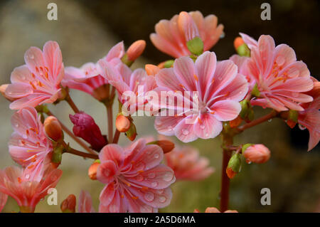 Rosa Lewisia keimblatt "Elise" (Siskiyou Lewisia) Blumen im Alpine House an RHS Garden Harlow Carr, Harrogate, Yorkshire gewachsen. England, Großbritannien Stockfoto