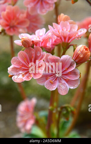 Rosa Lewisia keimblatt "Elise" (Siskiyou Lewisia) Blumen im Alpine House an RHS Garden Harlow Carr, Harrogate, Yorkshire gewachsen. England, Großbritannien Stockfoto