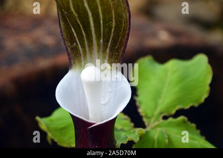 Japanische Jack-in-the-Pulpit" cobra Lily' (Arisaema sikokianum) Pflanze in der Alpine House an RHS Garden Harlow Carr, Harrogate, Yorkshire. England, Stockfoto