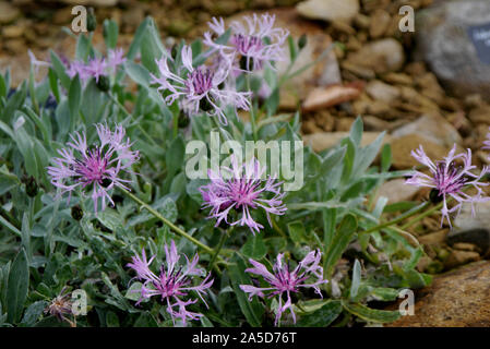 Lila Distel - wie Achtarovii Centaurea (flockenblume) Blumen im Alpine House an RHS Garden Harlow Carr, Harrogate, Yorkshire gewachsen. England, Großbritannien Stockfoto