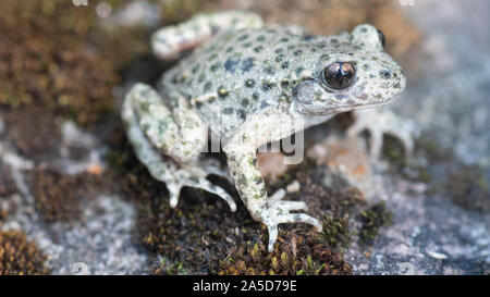 Hebamme Kröte, Alytes obstetricans, Erwachsene in Garten, Nottinghamshire, September Stockfoto