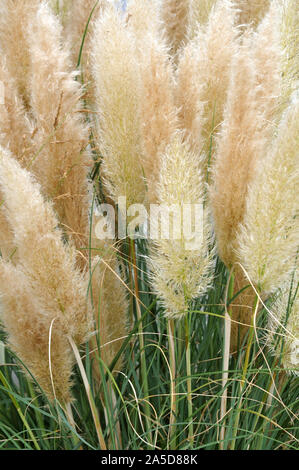 Silber farbigen Blumen der cortaderia selloana, Pampas Gras, in ornamentaler Garten im Herbst Stockfoto