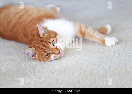 Porträt einer Katze liegend auf einem Schaffell entspannt und Kamera Stockfoto