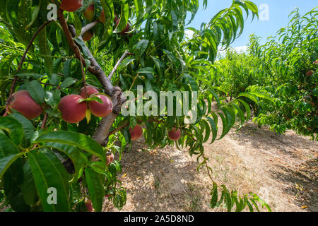 Pfirsichbäume in einem Obstgarten in der Region Cova da Beira, Zentralportugal, Europa Stockfoto