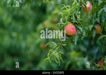 Pfirsichbäume in einem Obstgarten in der Region Cova da Beira, Zentralportugal, Europa Stockfoto