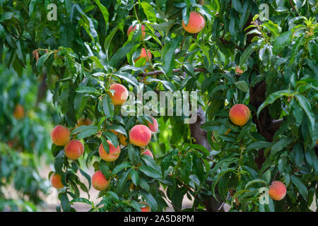 Pfirsichbäume in einem Obstgarten in der Region Cova da Beira, Zentralportugal, Europa Stockfoto