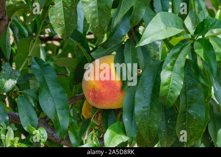 Pfirsichbäume in einem Obstgarten in der Region Cova da Beira, Zentralportugal, Europa Stockfoto