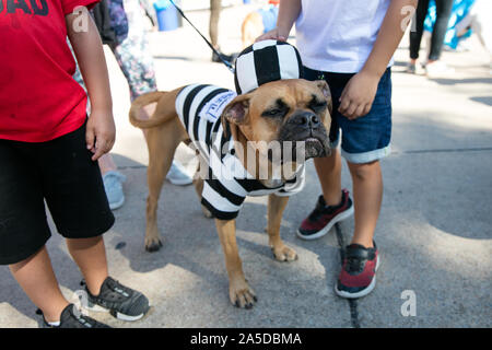 Dallas, USA. Okt, 2019 19. Der Hund trägt ein Kostüm und Hut während ein Hund Festival in Richardson, einem Vorort von Dallas, Texas, USA, Okt. 19, 2019. Der Hund Festival am Samstag in Richardson zog viele der lokalen Bürger ihre Hunde auf den Hund Kostümwettbewerb teilnehmen Kleid. Credit: Tian Dan/Xinhua/Alamy leben Nachrichten Stockfoto